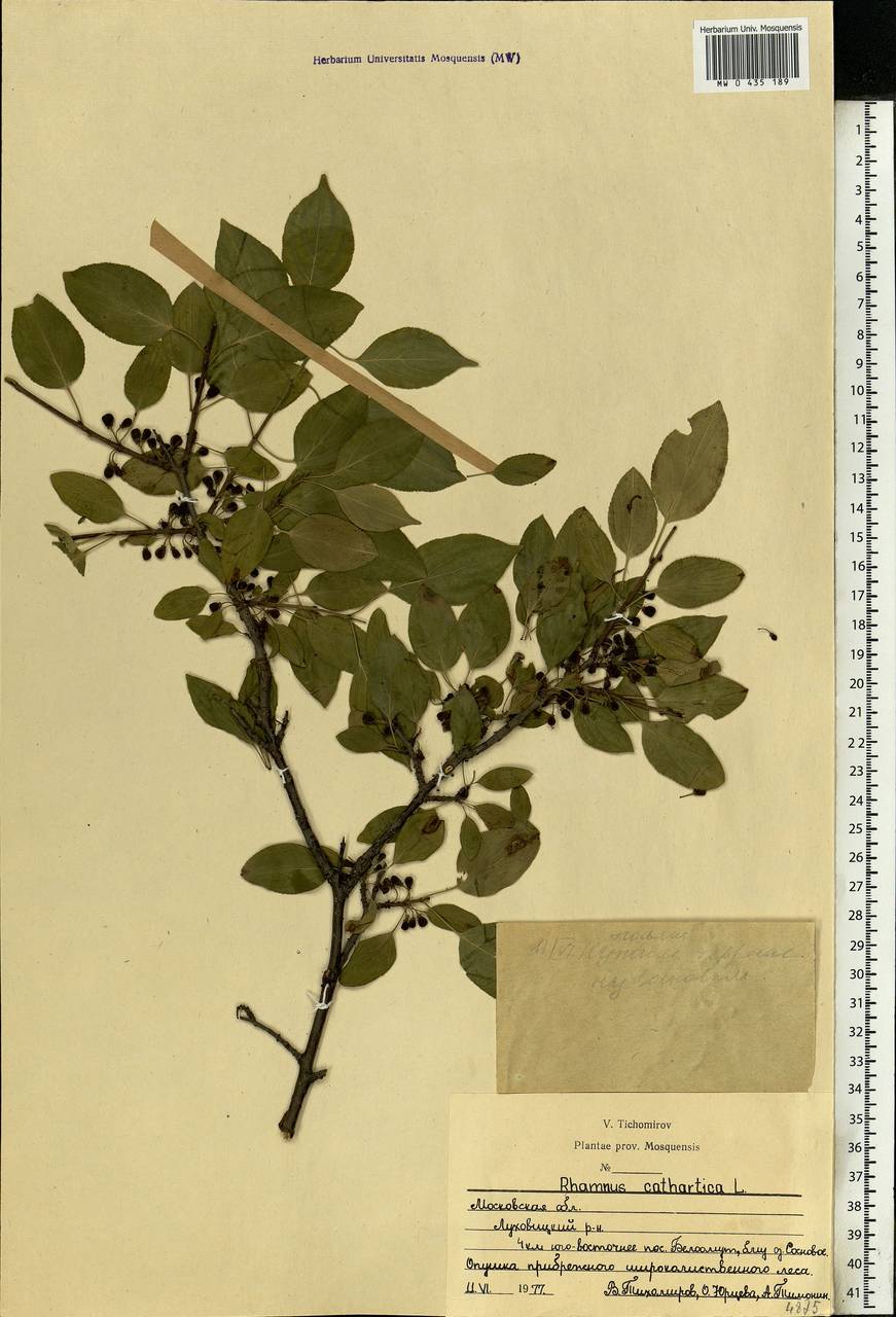 Rhamnus cathartica L., Eastern Europe, Moscow region (E4a) (Russia)