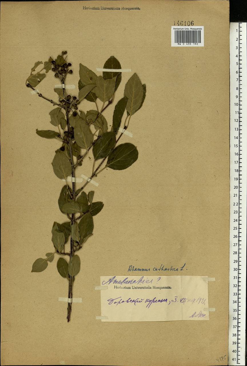 Rhamnus cathartica L., Eastern Europe, Moscow region (E4a) (Russia)