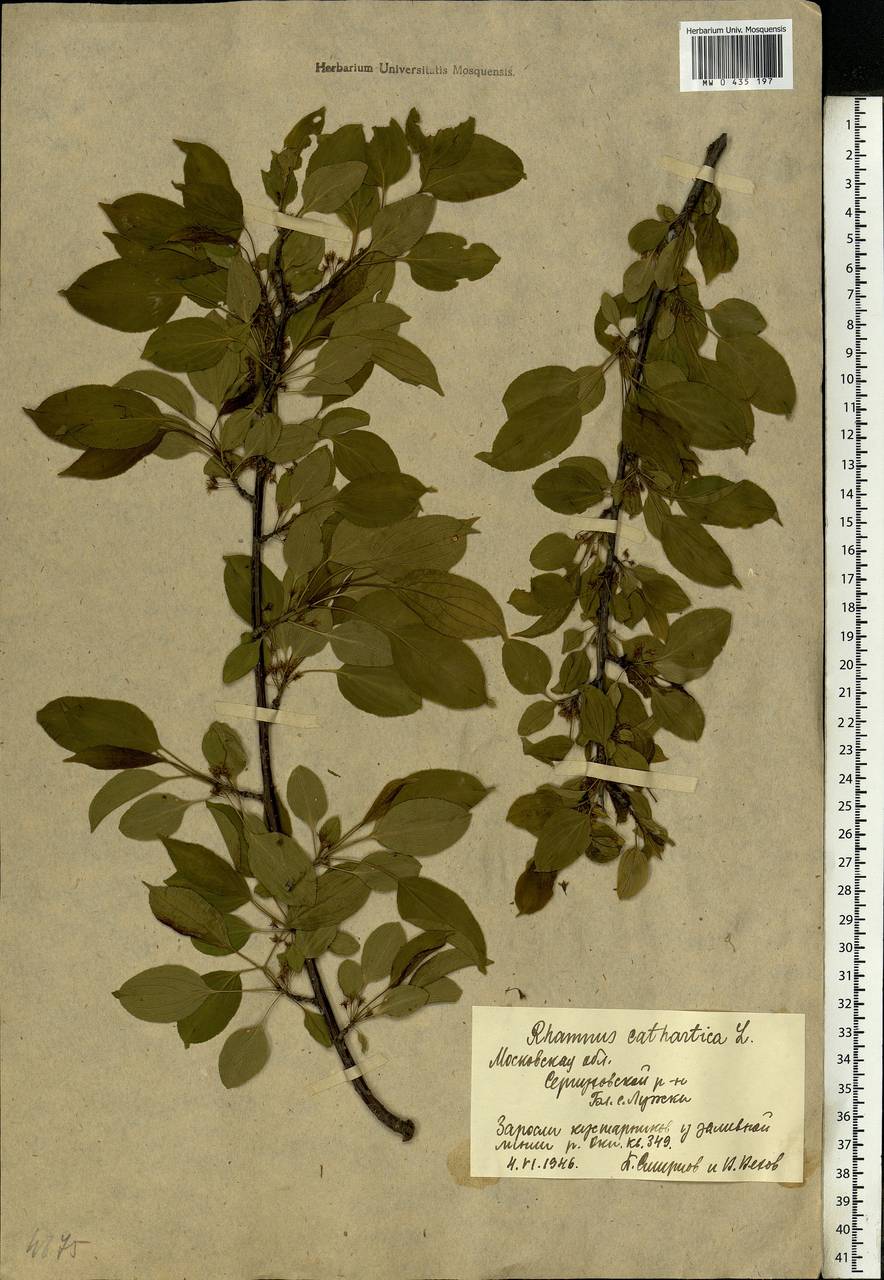 Rhamnus cathartica L., Eastern Europe, Moscow region (E4a) (Russia)