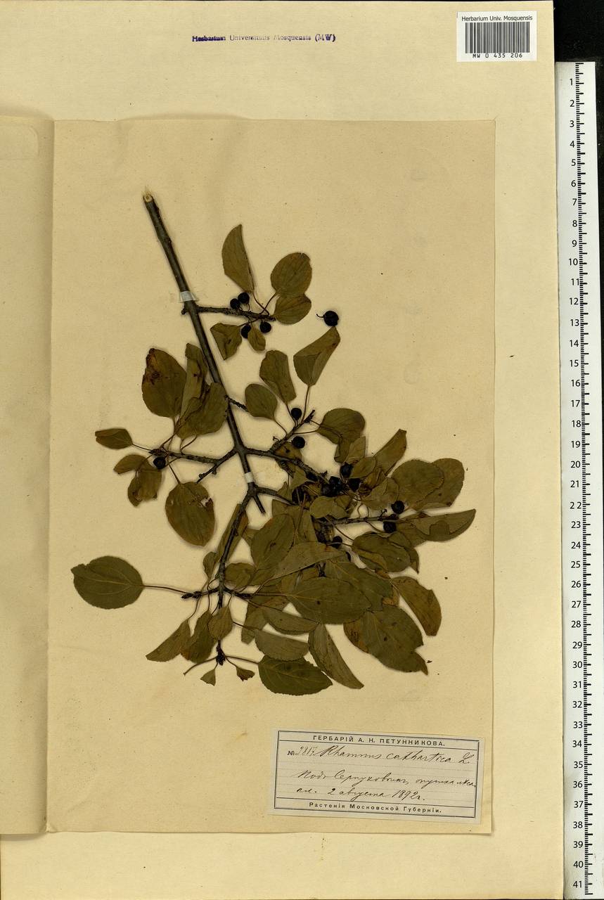 Rhamnus cathartica L., Eastern Europe, Moscow region (E4a) (Russia)