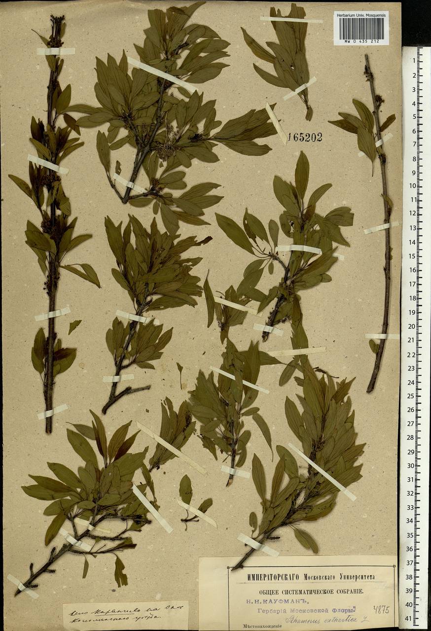 Rhamnus cathartica L., Eastern Europe, Moscow region (E4a) (Russia)