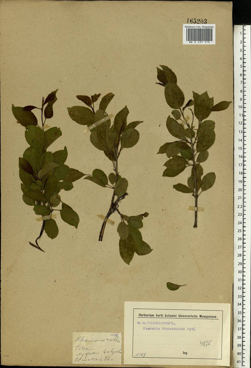 Rhamnus cathartica L., Eastern Europe, Moscow region (E4a) (Russia)