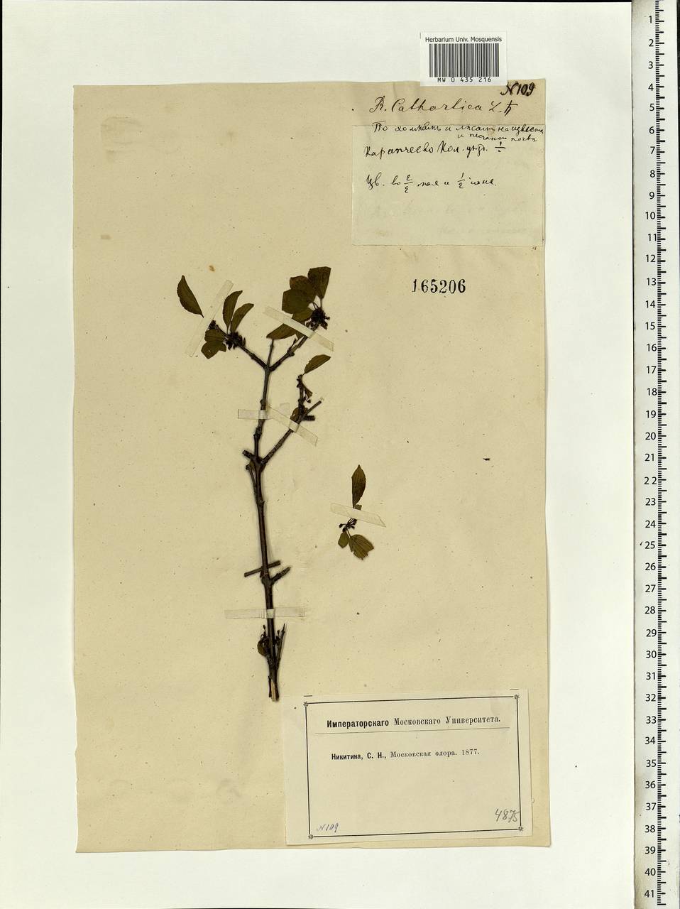 Rhamnus cathartica L., Eastern Europe, Moscow region (E4a) (Russia)