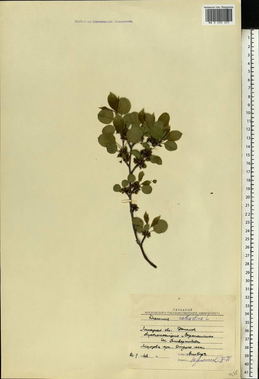 Rhamnus cathartica L., Eastern Europe, Central forest-and-steppe region (E6) (Russia)