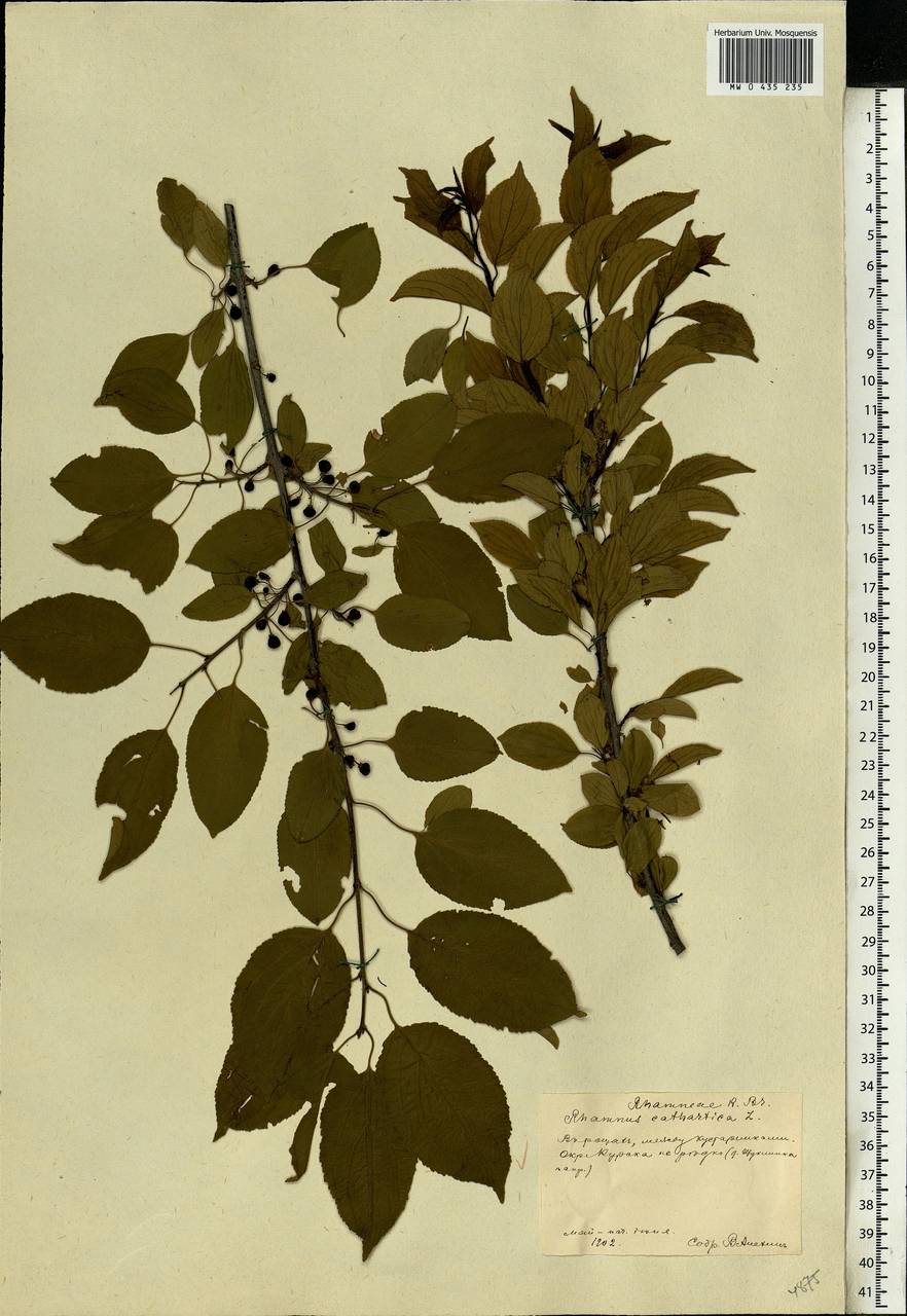 Rhamnus cathartica L., Eastern Europe, Central forest-and-steppe region (E6) (Russia)