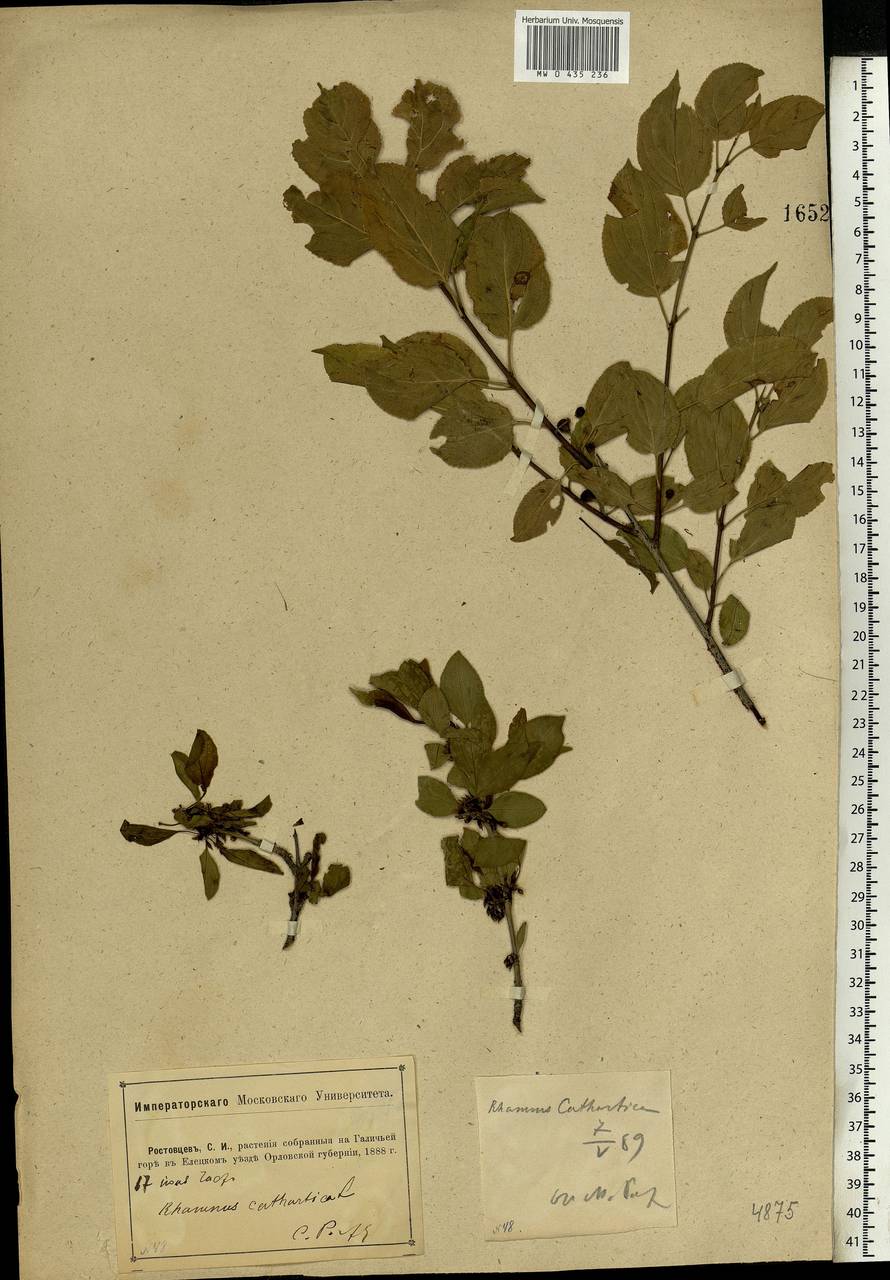 Rhamnus cathartica L., Eastern Europe, Central forest-and-steppe region (E6) (Russia)