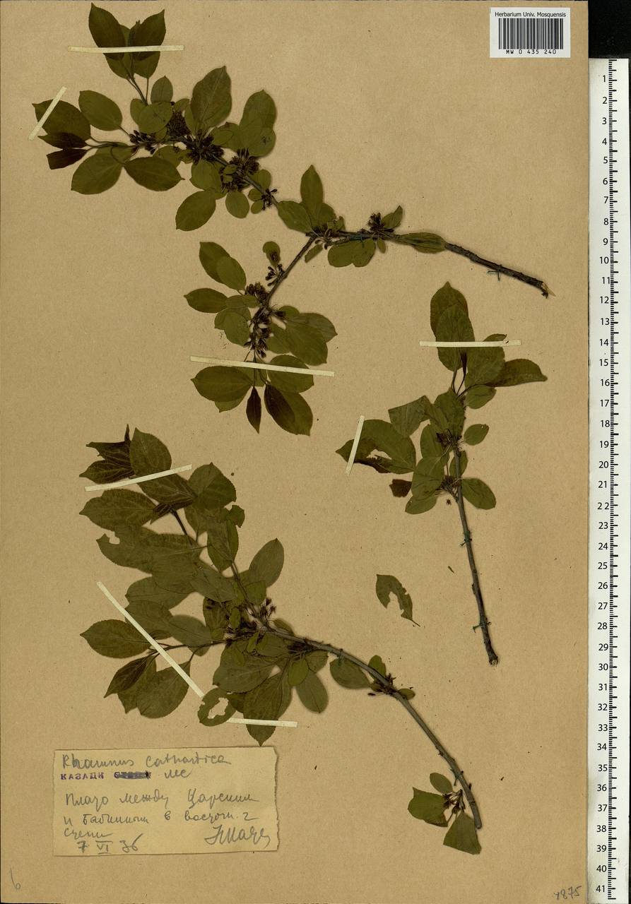 Rhamnus cathartica L., Eastern Europe, Central forest-and-steppe region (E6) (Russia)