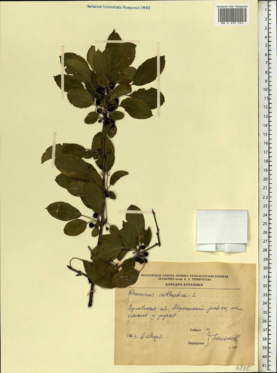 Rhamnus cathartica L., Eastern Europe, Central forest-and-steppe region (E6) (Russia)