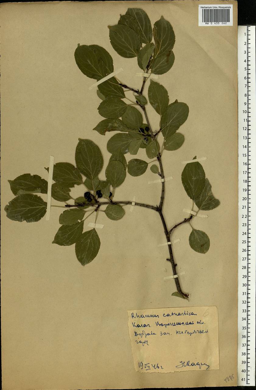 Rhamnus cathartica L., Eastern Europe, Central forest-and-steppe region (E6) (Russia)