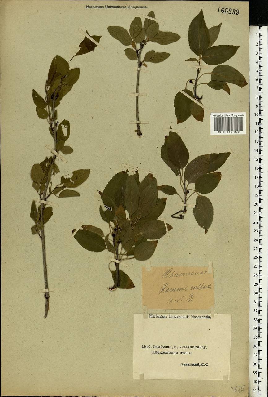 Rhamnus cathartica L., Eastern Europe, Central forest-and-steppe region (E6) (Russia)