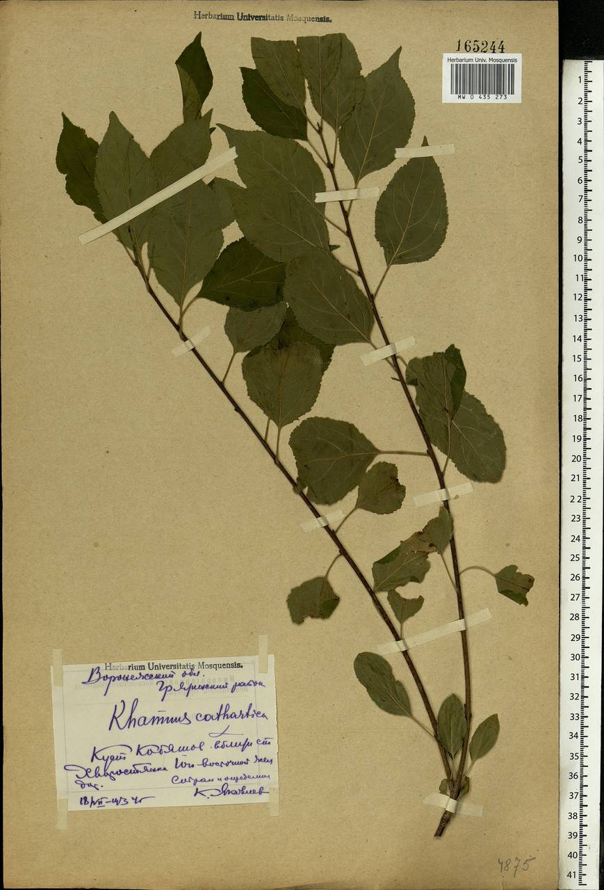 Rhamnus cathartica L., Eastern Europe, Central forest-and-steppe region (E6) (Russia)