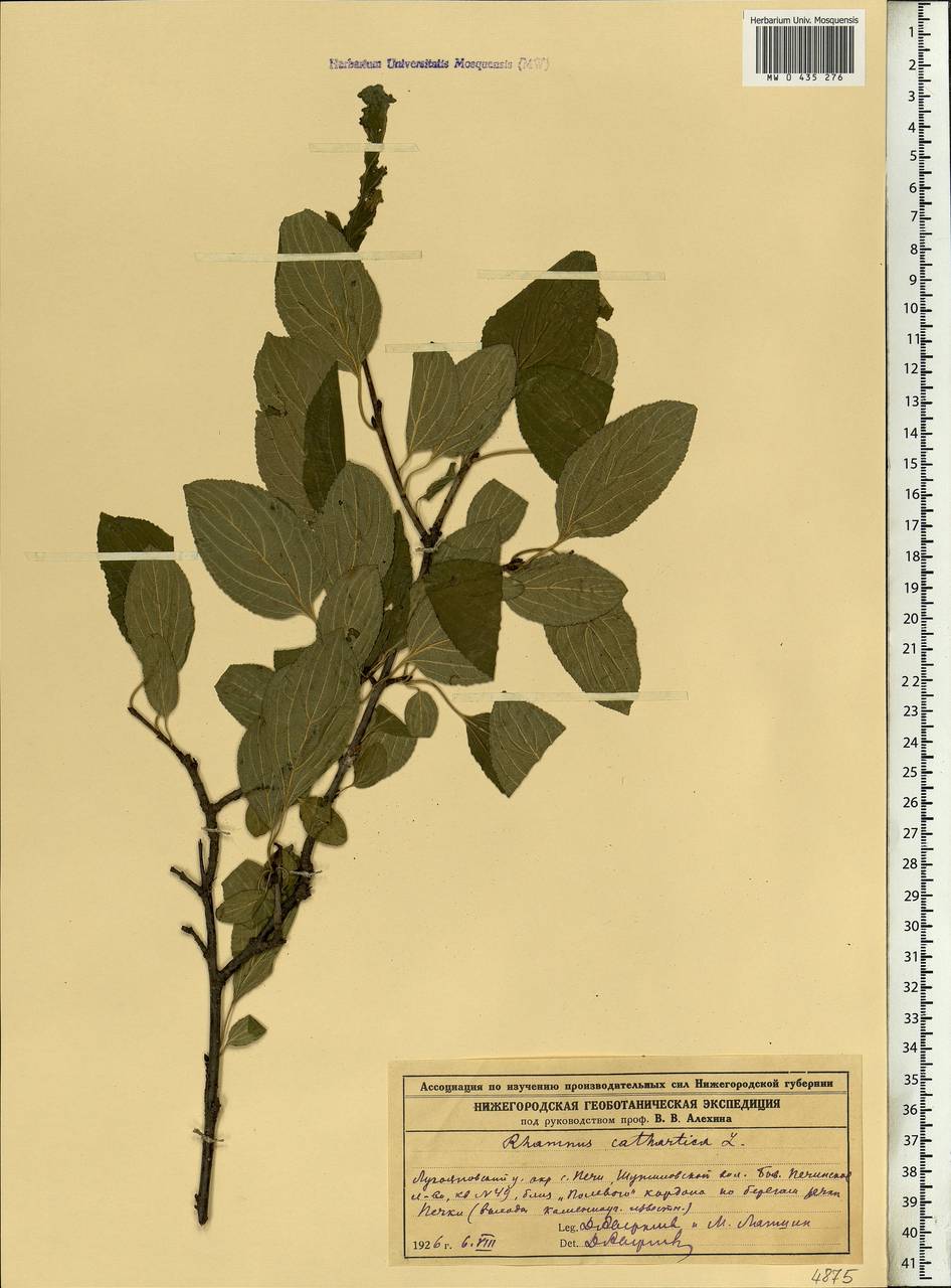 Rhamnus cathartica L., Eastern Europe, Volga-Kama region (E7) (Russia)