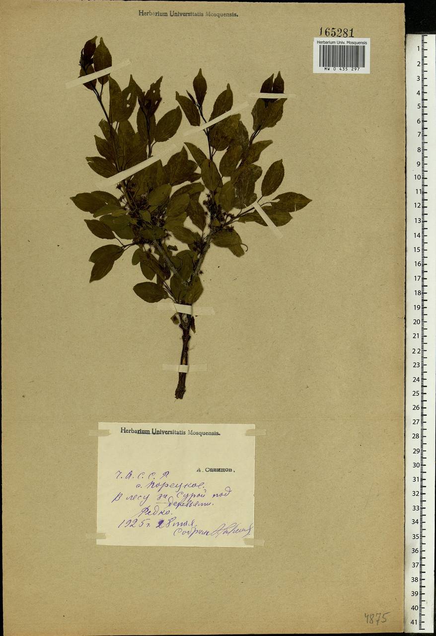 Rhamnus cathartica L., Eastern Europe, Middle Volga region (E8) (Russia)