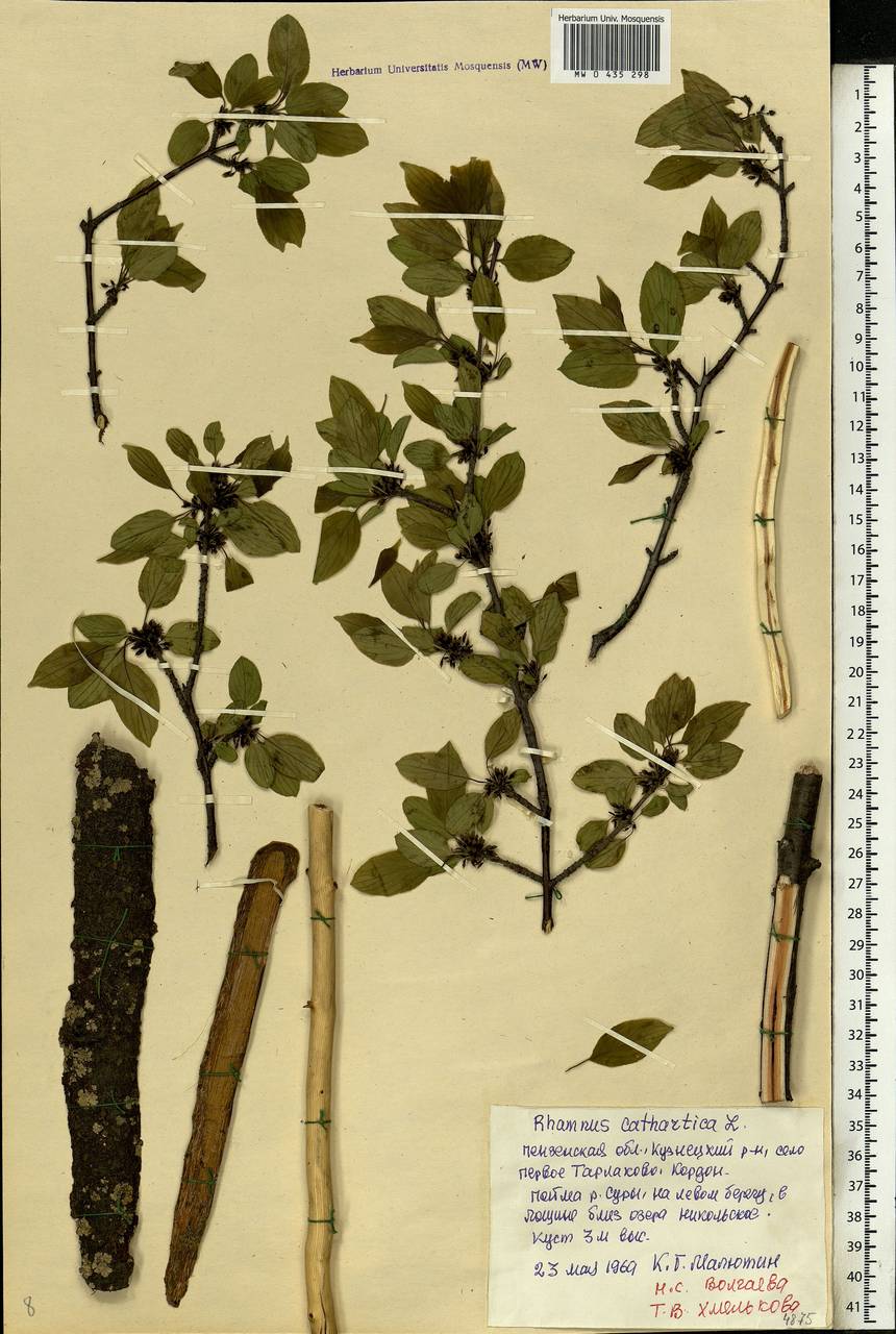 Rhamnus cathartica L., Eastern Europe, Middle Volga region (E8) (Russia)