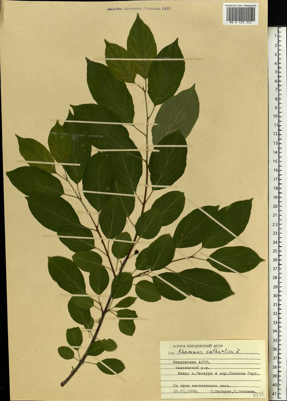 Rhamnus cathartica L., Eastern Europe, Middle Volga region (E8) (Russia)