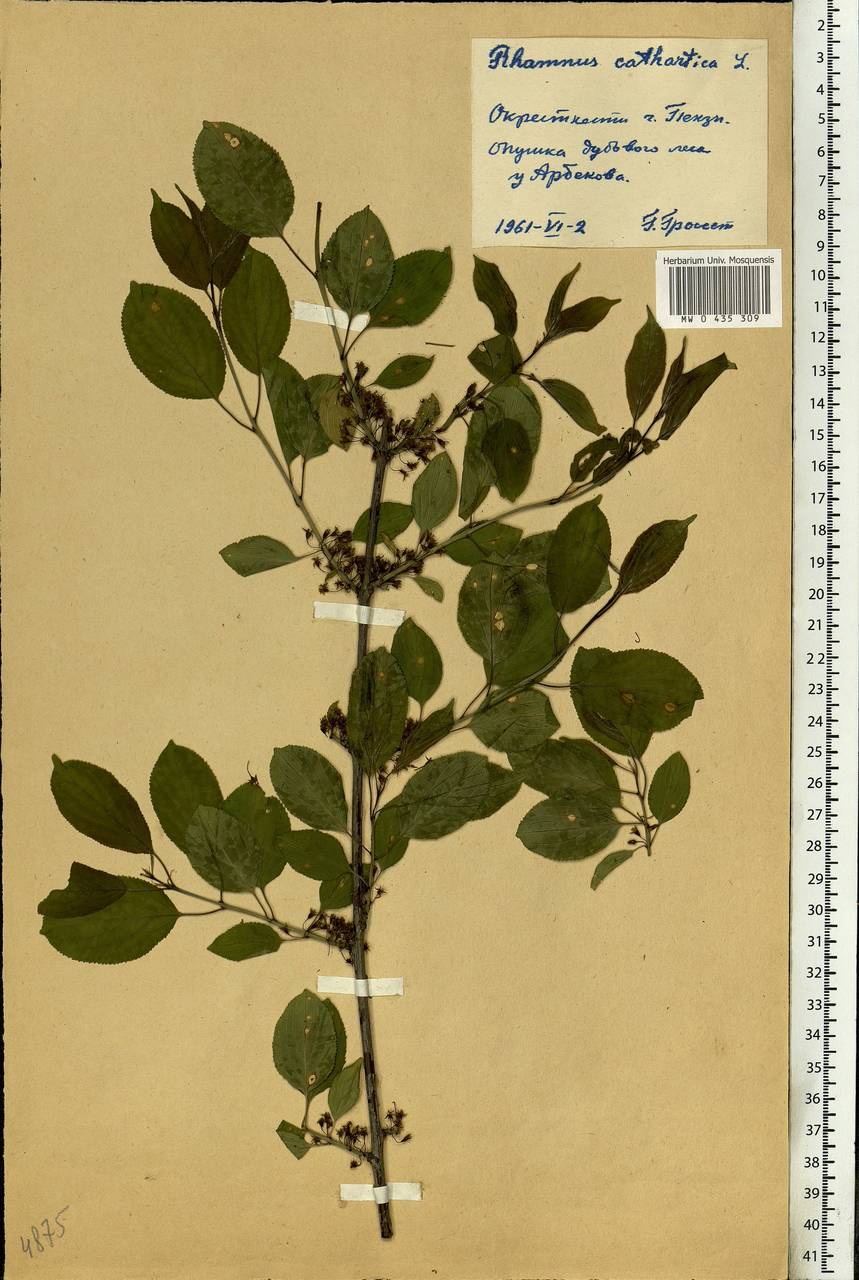 Rhamnus cathartica L., Eastern Europe, Middle Volga region (E8) (Russia)