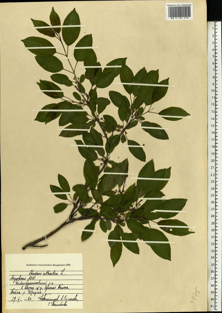 Rhamnus cathartica L., Eastern Europe, Middle Volga region (E8) (Russia)