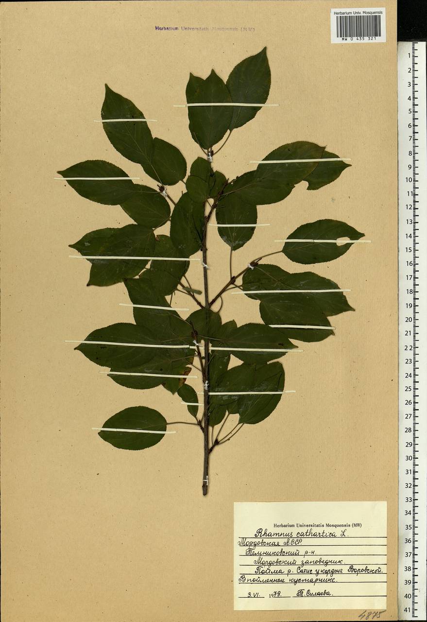 Rhamnus cathartica L., Eastern Europe, Middle Volga region (E8) (Russia)