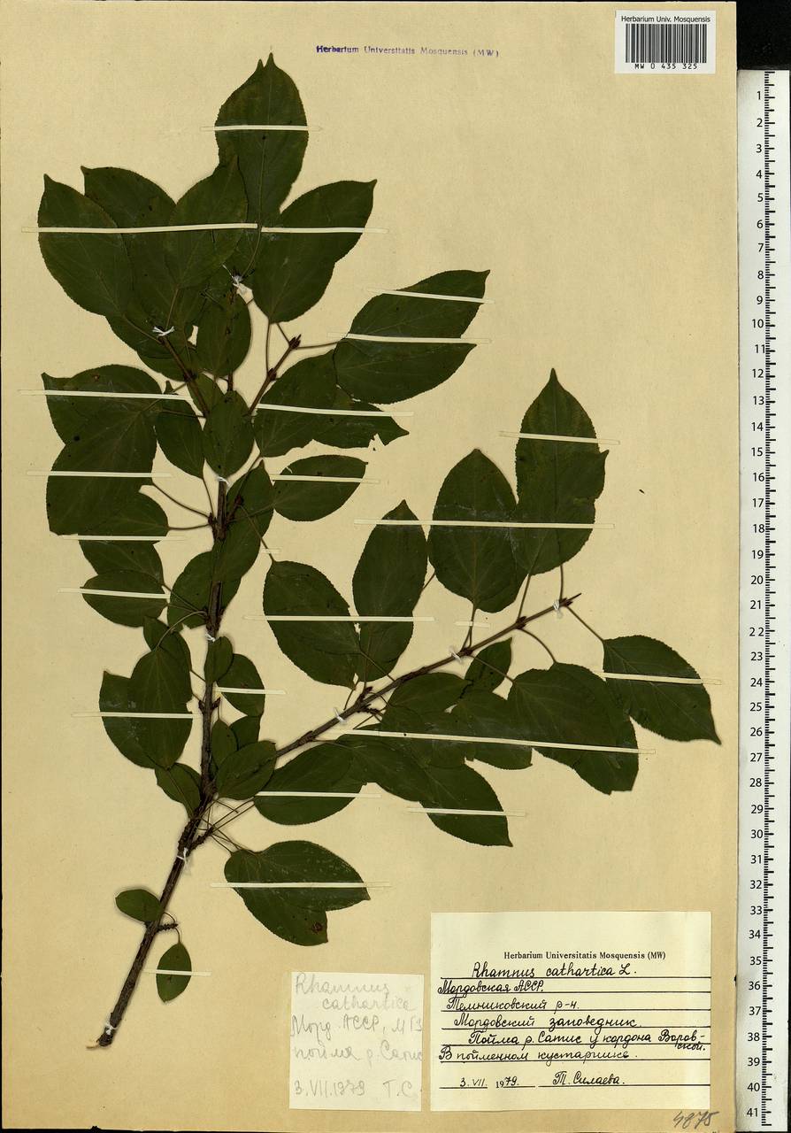 Rhamnus cathartica L., Eastern Europe, Middle Volga region (E8) (Russia)