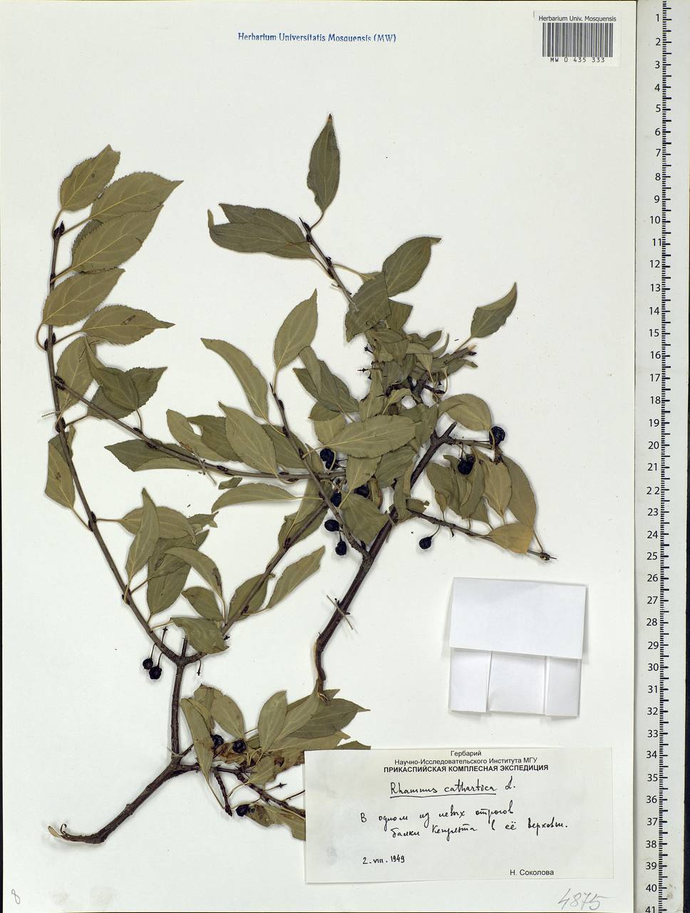 Rhamnus cathartica L., Eastern Europe, Lower Volga region (E9) (Russia)