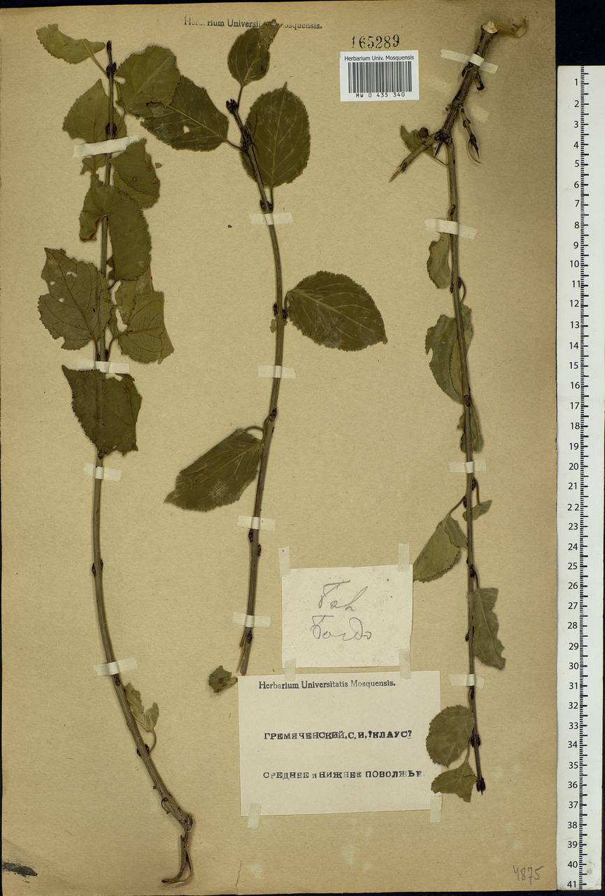 Rhamnus cathartica L., Eastern Europe, Lower Volga region (E9) (Russia)