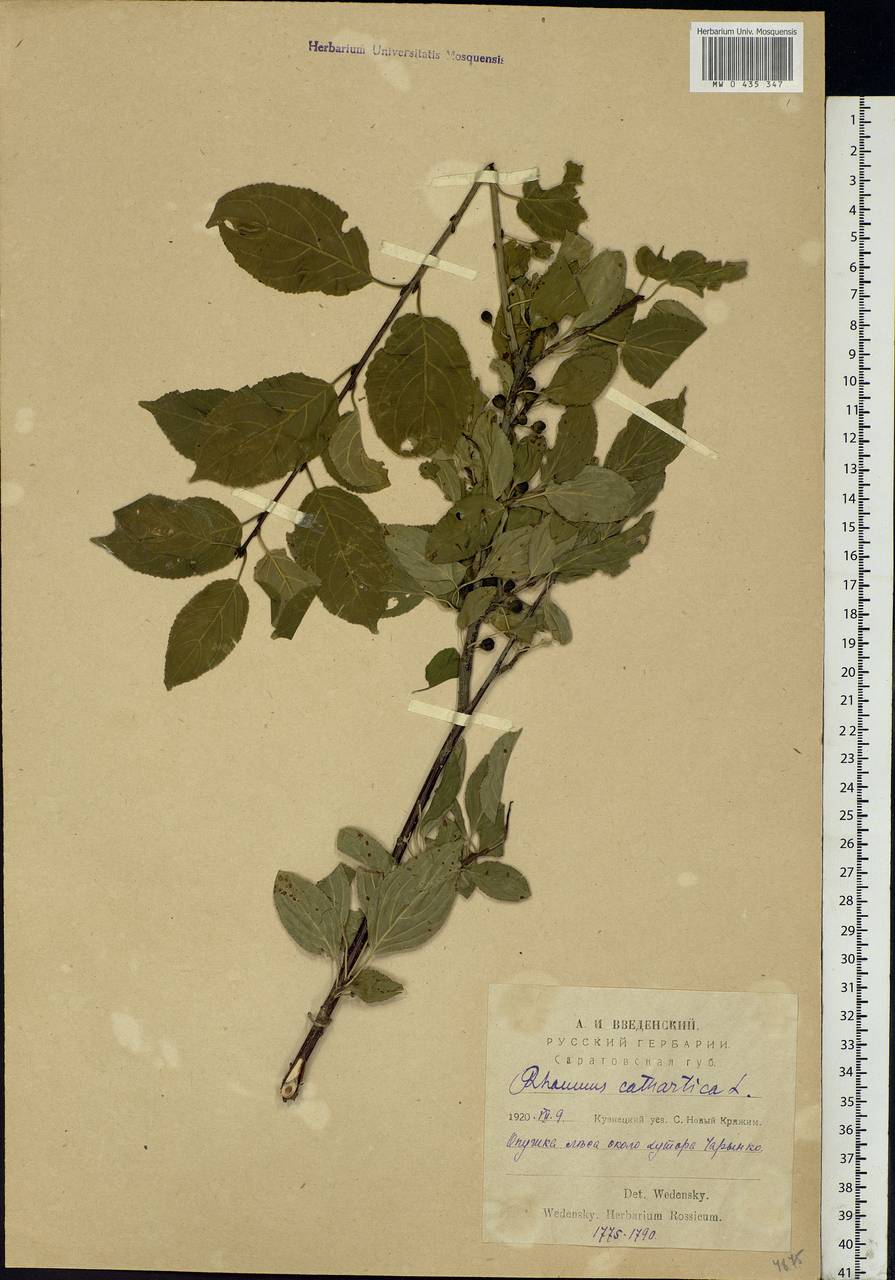 Rhamnus cathartica L., Eastern Europe, Middle Volga region (E8) (Russia)