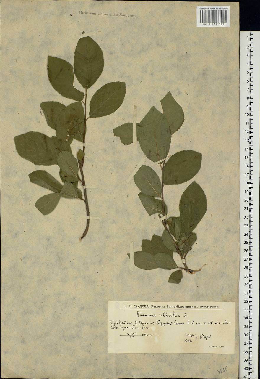 Rhamnus cathartica L., Eastern Europe, Lower Volga region (E9) (Russia)