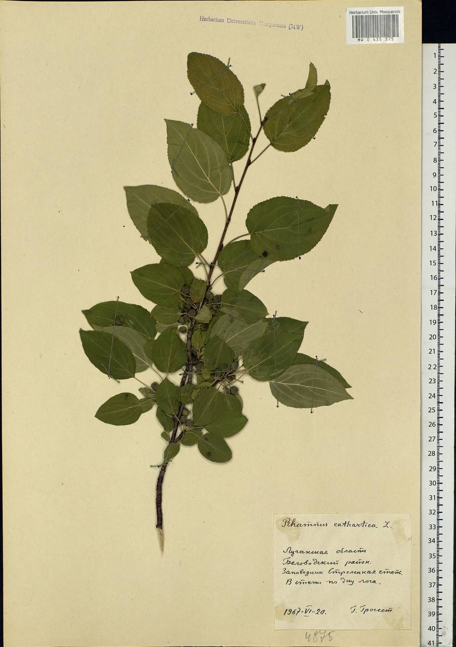 Rhamnus cathartica L., Eastern Europe, North Ukrainian region (E11) (Ukraine)