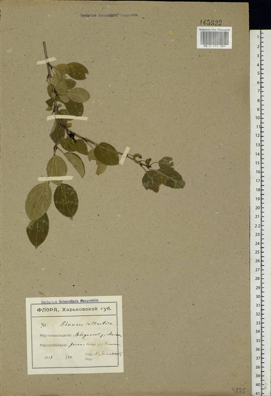 Rhamnus cathartica L., Eastern Europe, North Ukrainian region (E11) (Ukraine)
