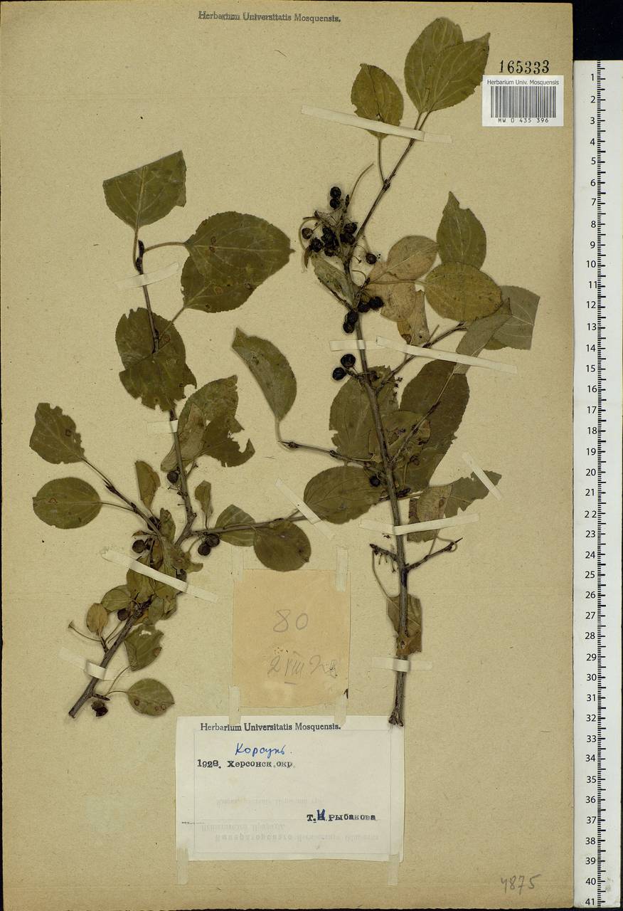 Rhamnus cathartica L., Eastern Europe, South Ukrainian region (E12) (Ukraine)