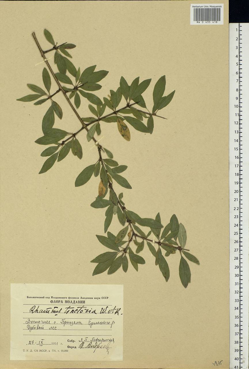 Rhamnus saxatilis subsp. tinctoria (Waldst. & Kit.) Nyman, Eastern Europe, Moldova (E13a) (Moldova)