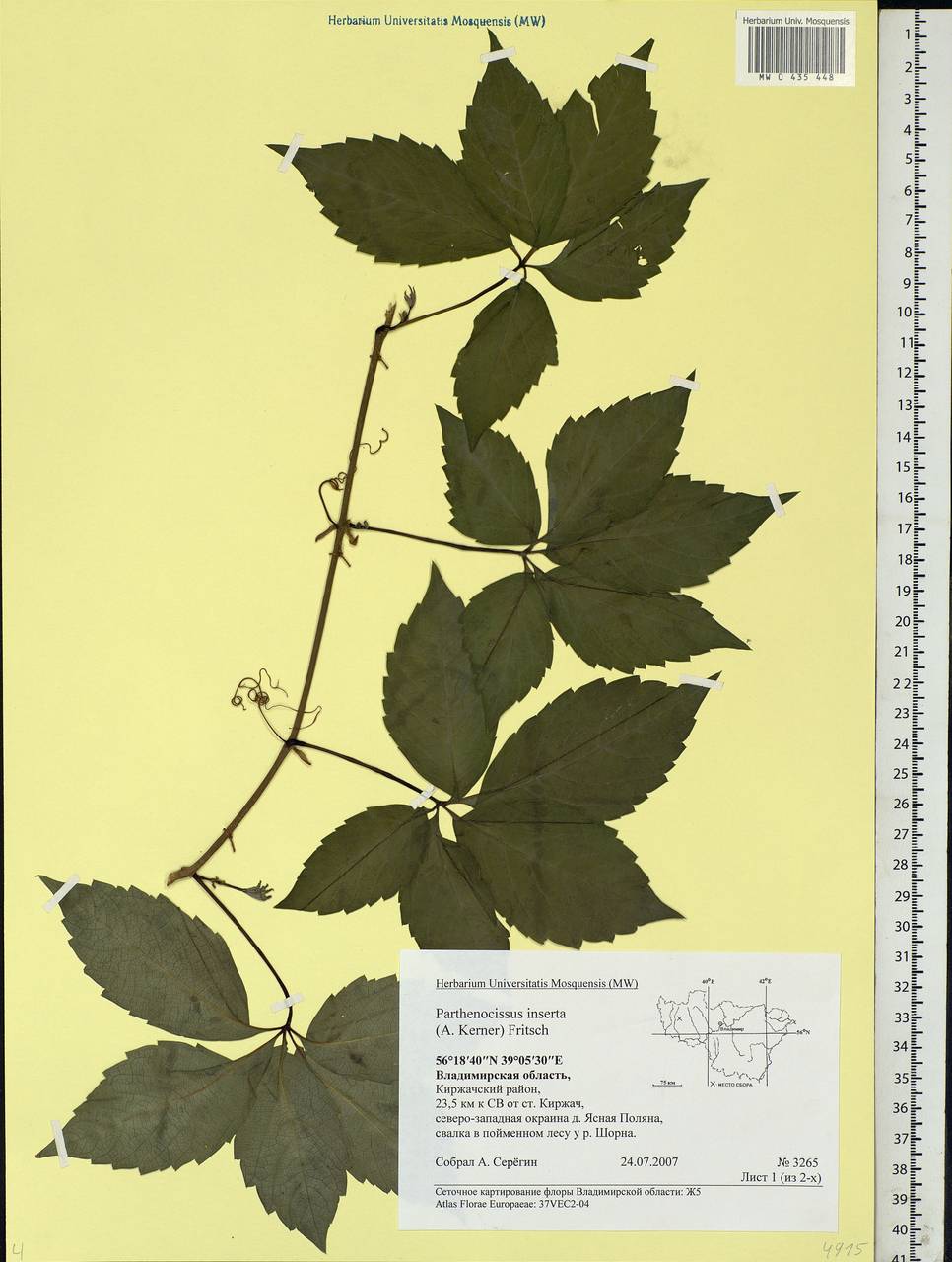 Parthenocissus inserta (A. Kern.) Fritsch, Eastern Europe, Central region (E4) (Russia)