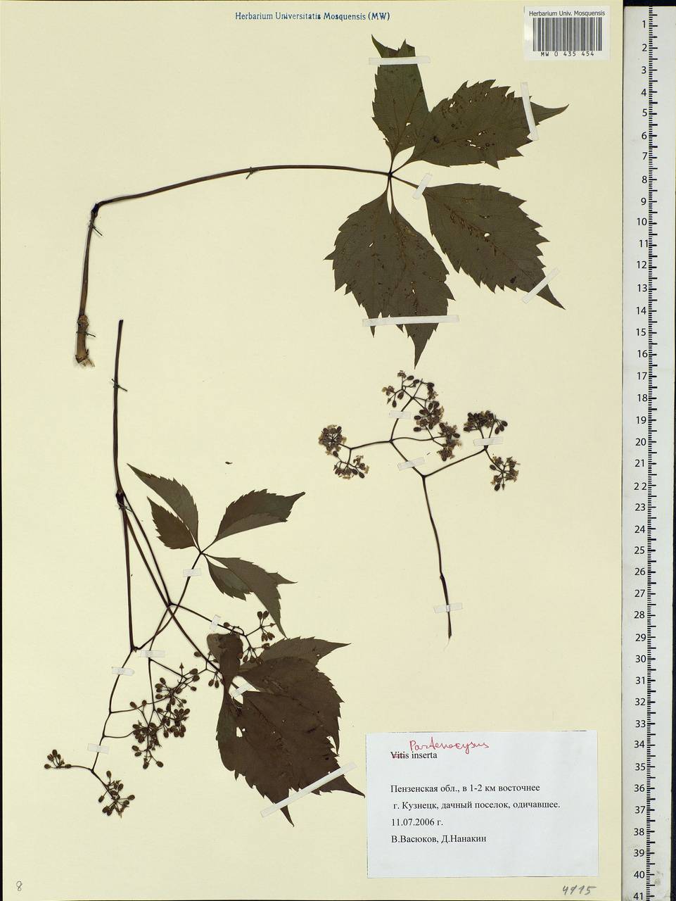 Parthenocissus inserta (A. Kern.) Fritsch, Eastern Europe, Middle Volga region (E8) (Russia)