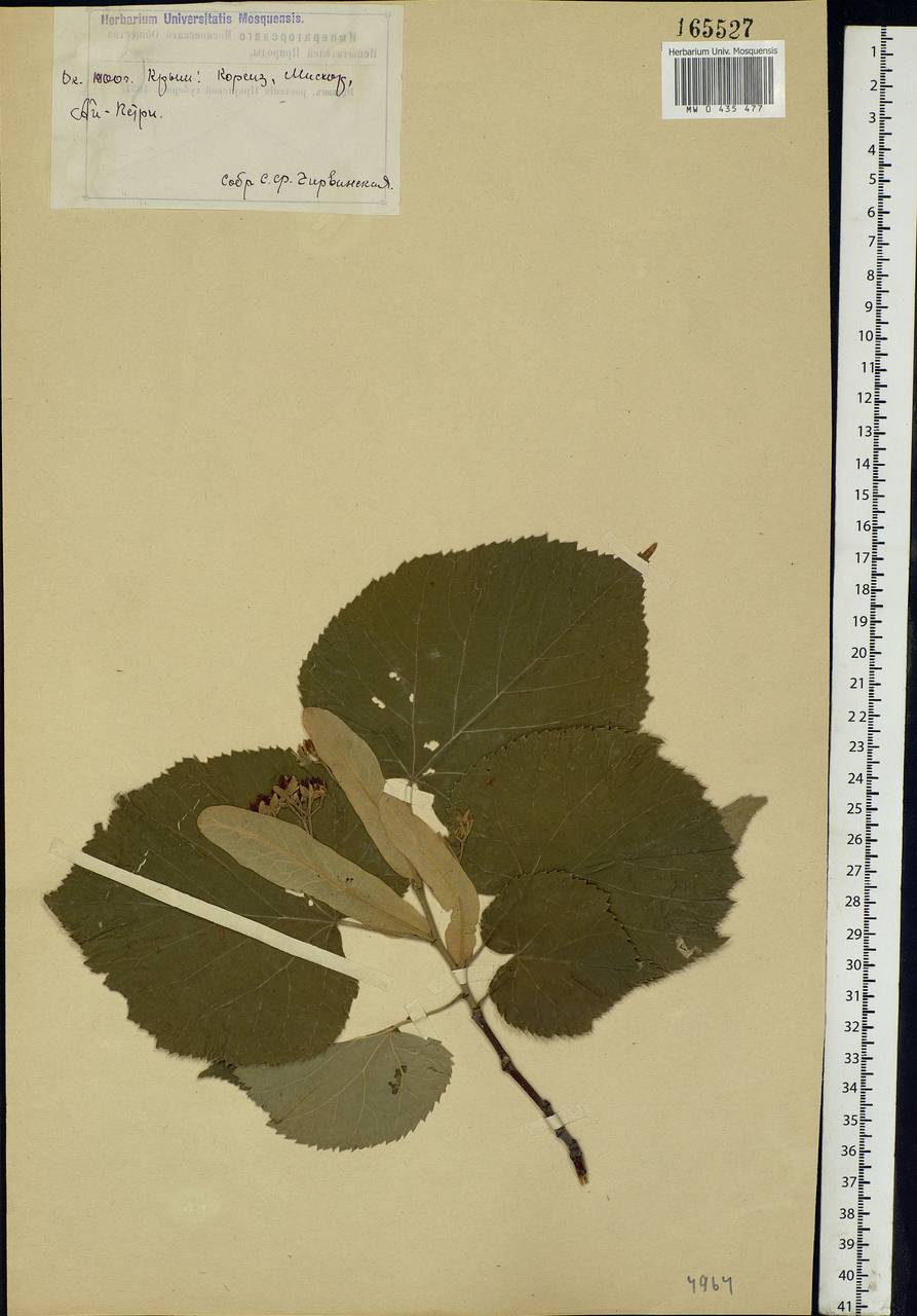 Tilia, Crimea (KRYM) (Russia)