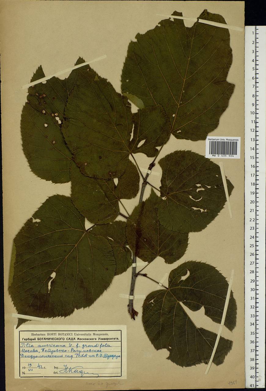 Tilia americana L., Eastern Europe, Moscow region (E4a) (Russia)