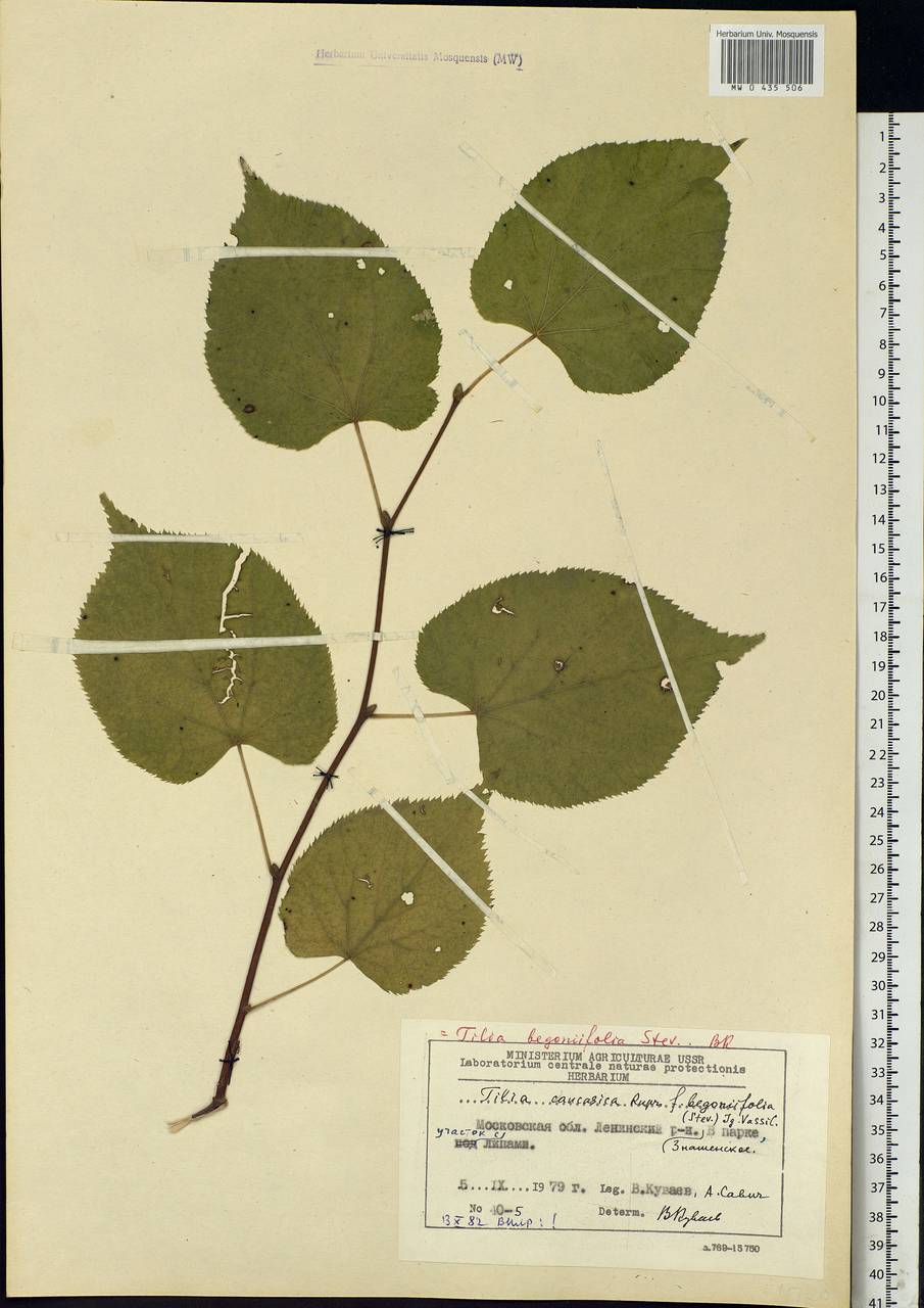 Tilia croizatii Chun & H. D. Wong, Eastern Europe, Moscow region (E4a) (Russia)