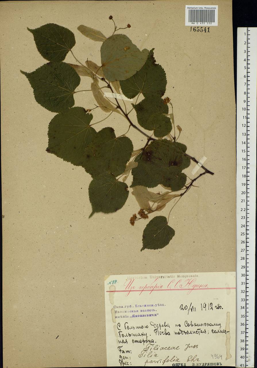 Tilia cordata Mill., Eastern Europe, Western region (E3) (Russia)