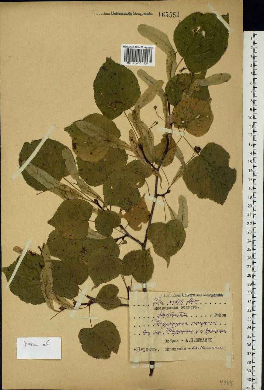 Tilia cordata Mill., Eastern Europe, Central region (E4) (Russia)