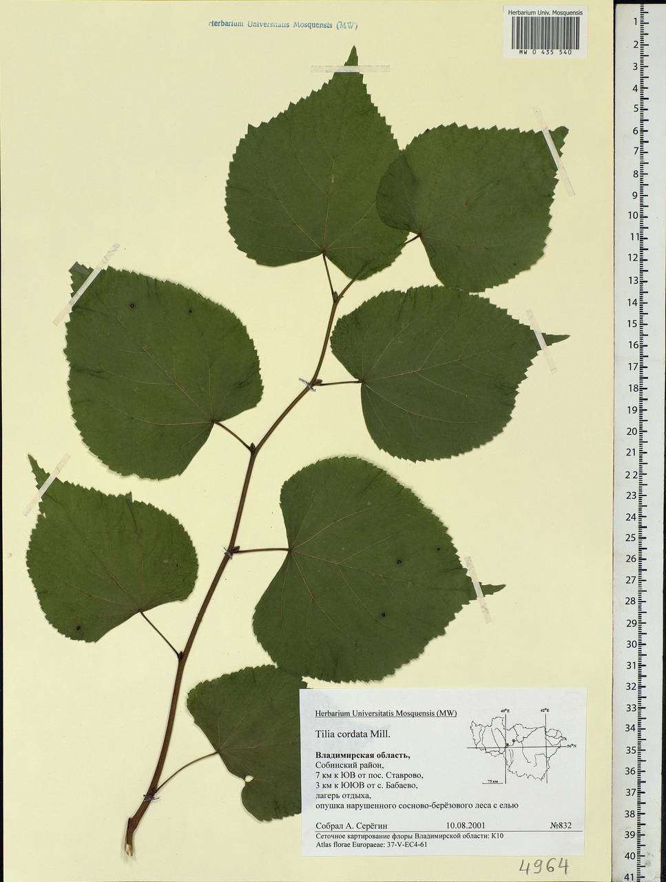 Tilia cordata Mill., Eastern Europe, Central region (E4) (Russia)