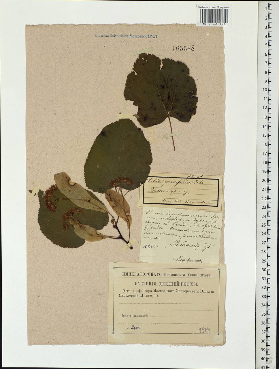 Tilia cordata Mill., Eastern Europe, Central region (E4) (Russia)