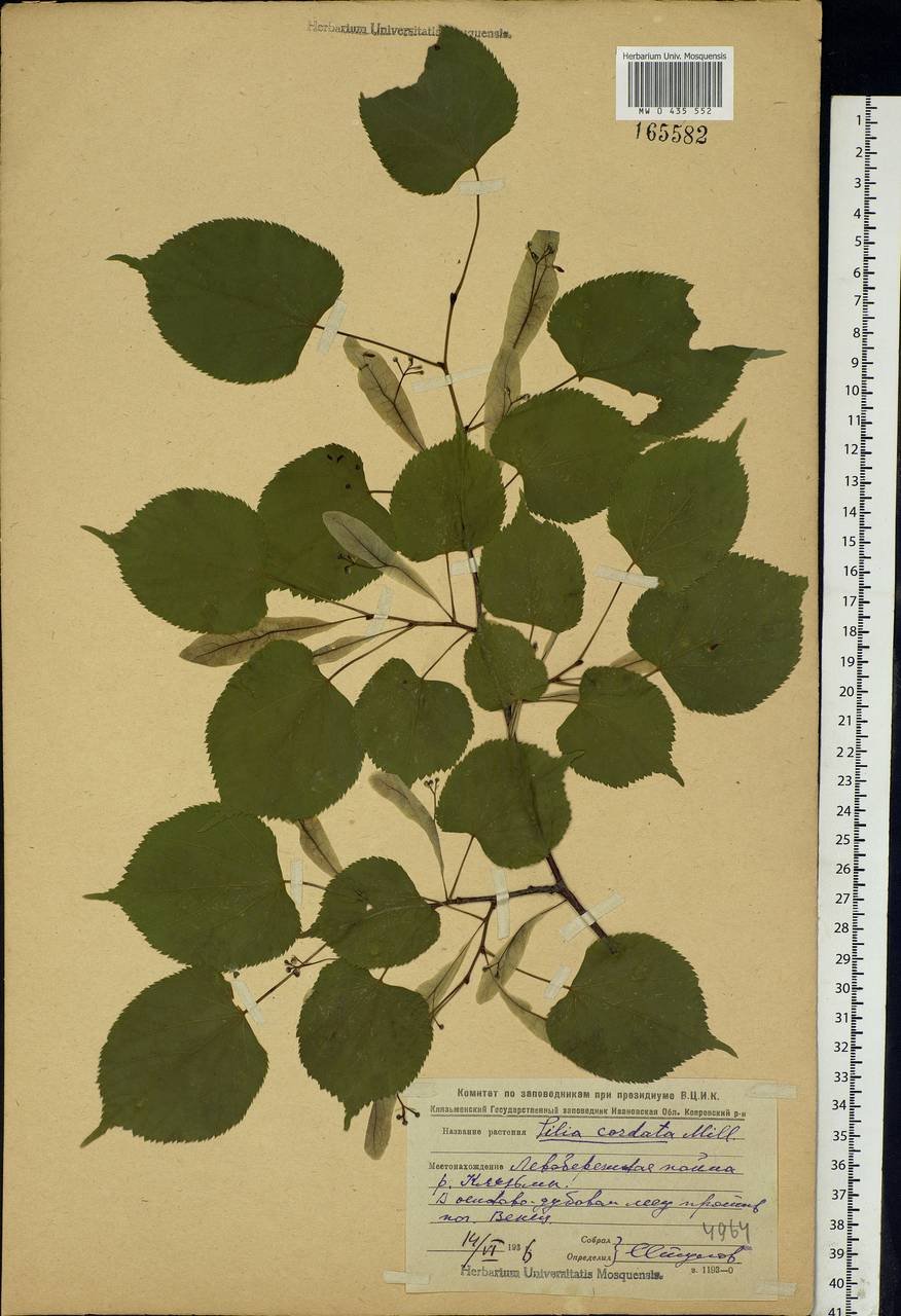 Tilia cordata Mill., Eastern Europe, Central region (E4) (Russia)