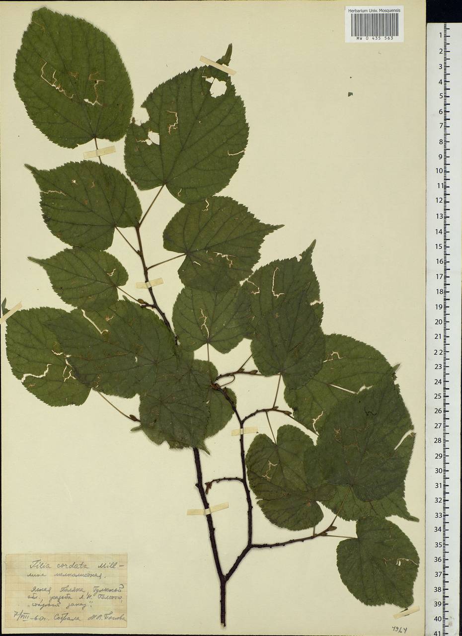 Tilia cordata Mill., Eastern Europe, Central region (E4) (Russia)