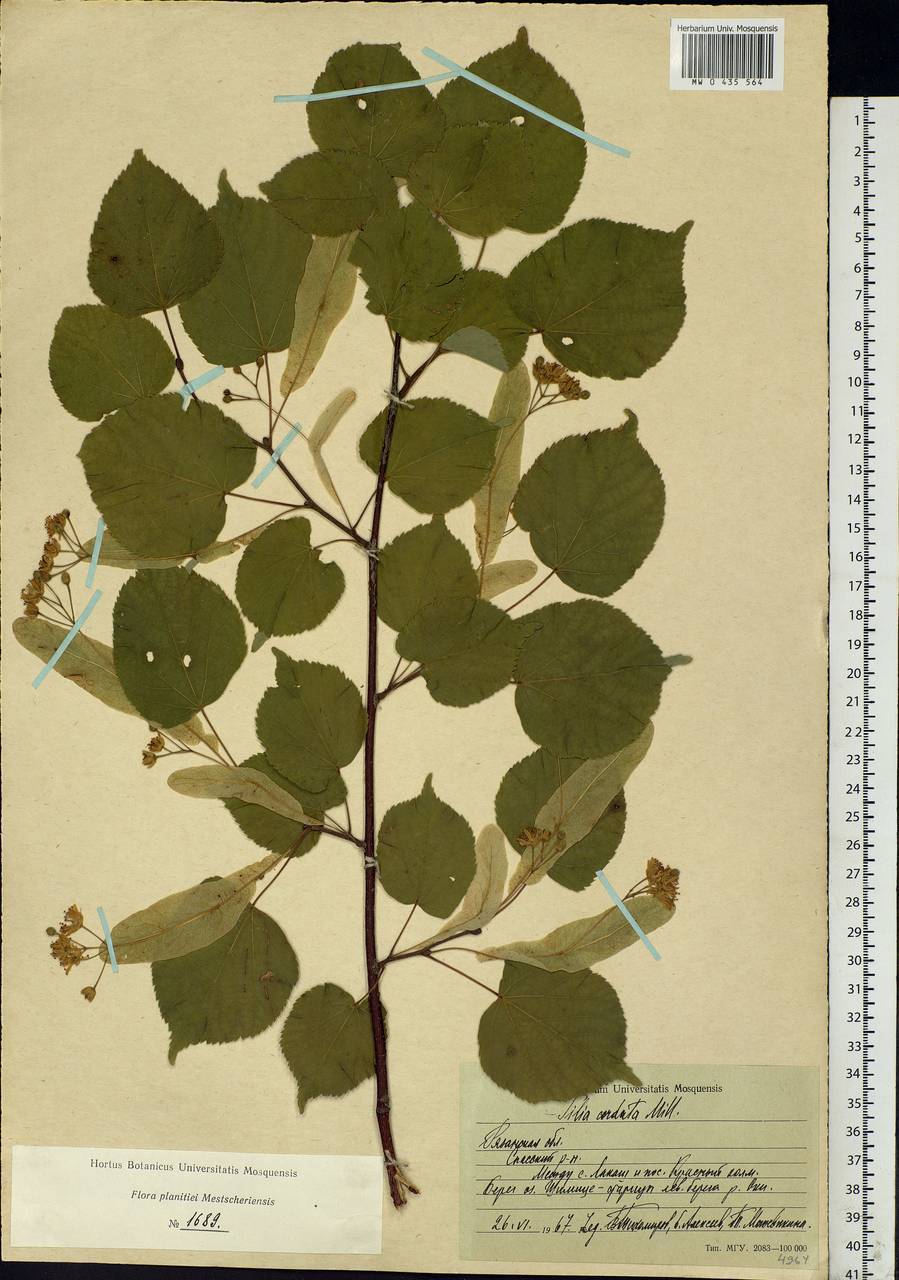 Tilia cordata Mill., Eastern Europe, Central region (E4) (Russia)