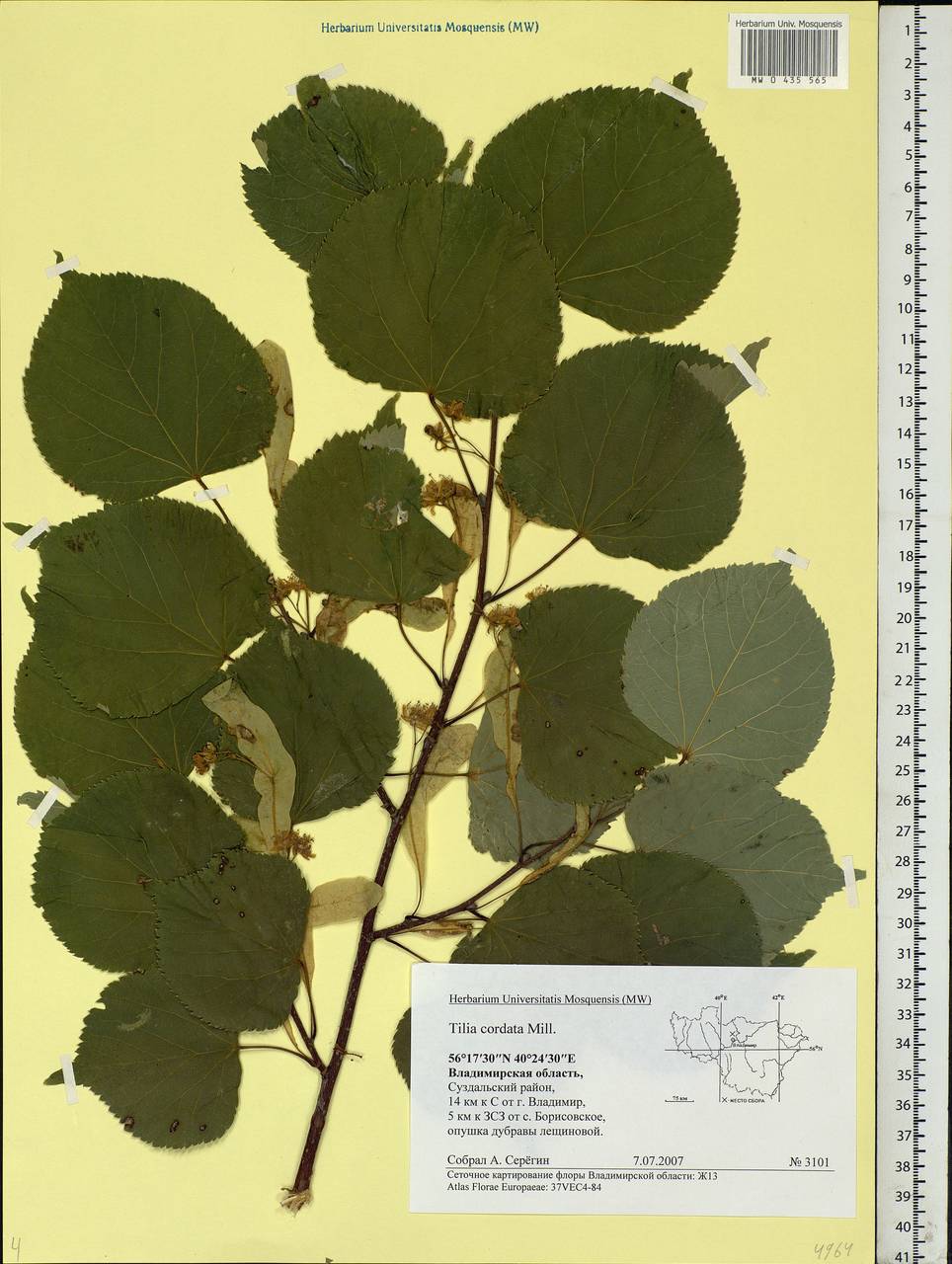 Tilia cordata Mill., Eastern Europe, Central region (E4) (Russia)