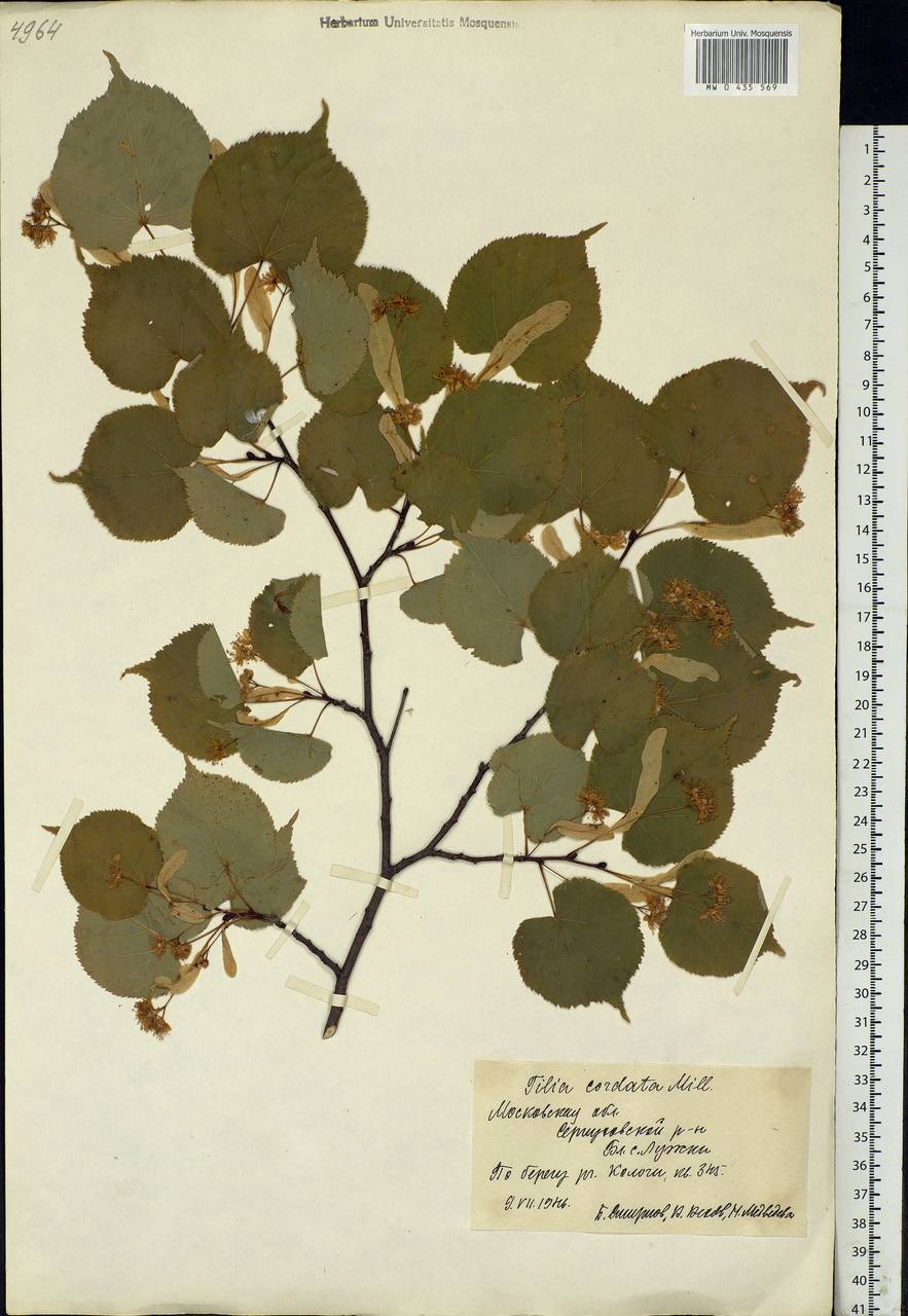 Tilia cordata Mill., Eastern Europe, Moscow region (E4a) (Russia)