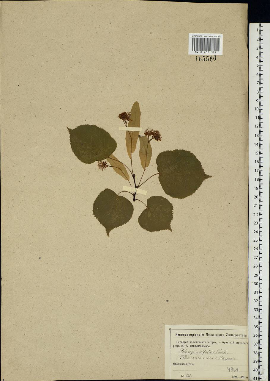 Tilia cordata Mill., Eastern Europe, Moscow region (E4a) (Russia)