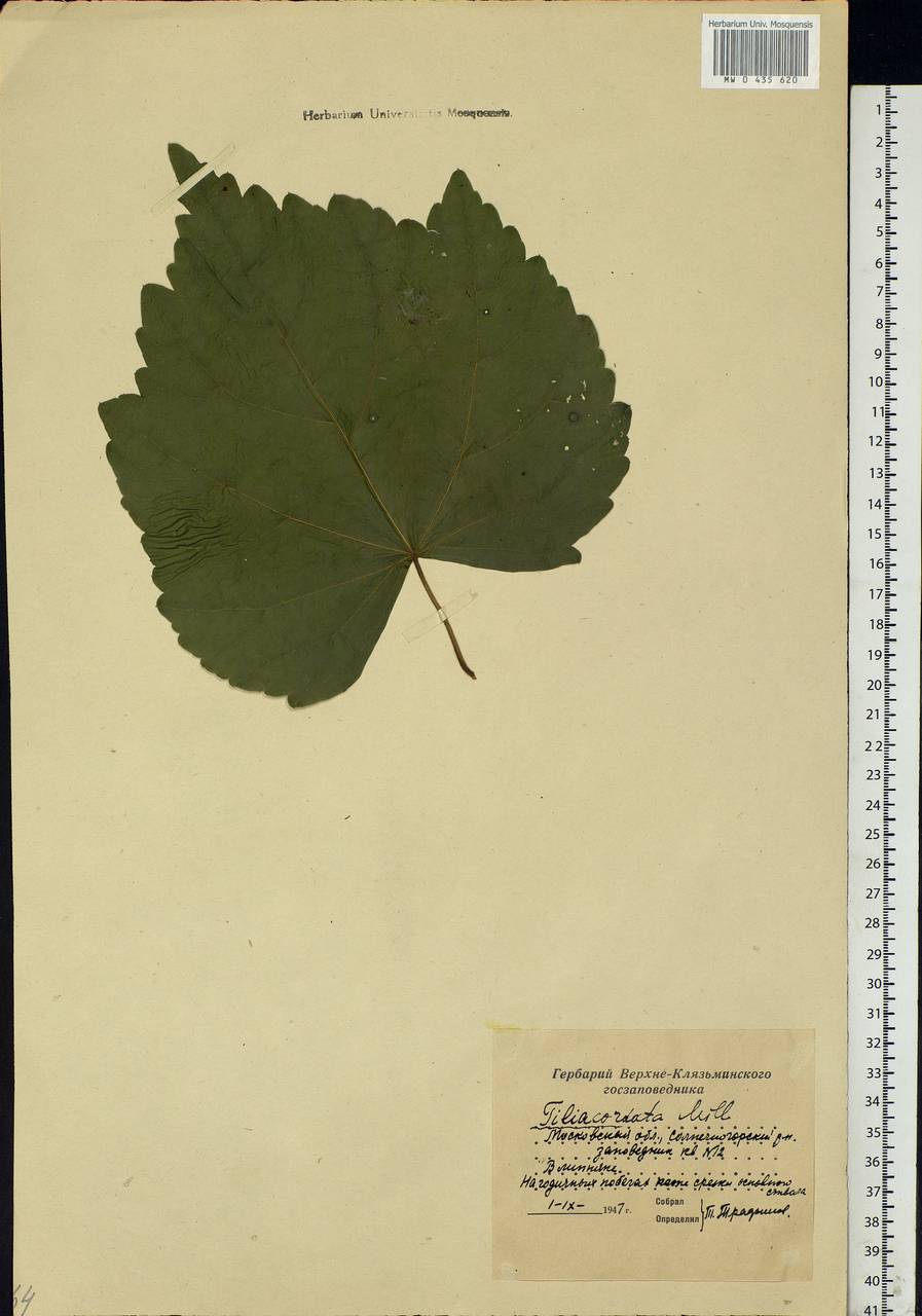 Tilia cordata Mill., Eastern Europe, Moscow region (E4a) (Russia)