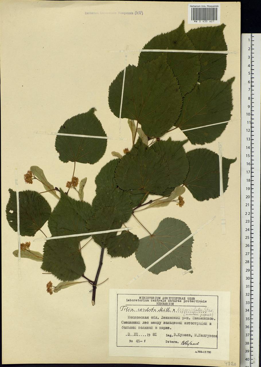 Tilia cordata Mill., Eastern Europe, Moscow region (E4a) (Russia)