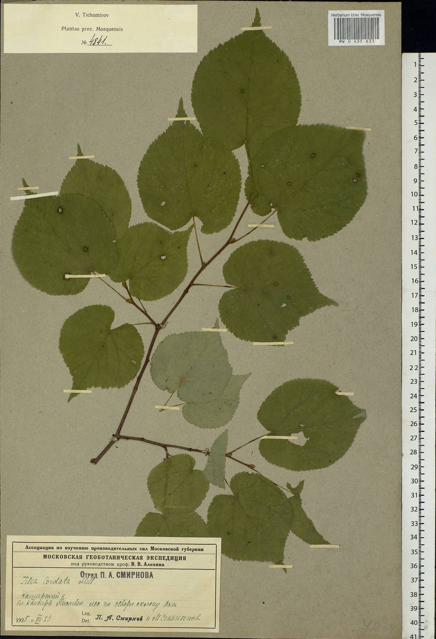 Tilia cordata Mill., Eastern Europe, Moscow region (E4a) (Russia)