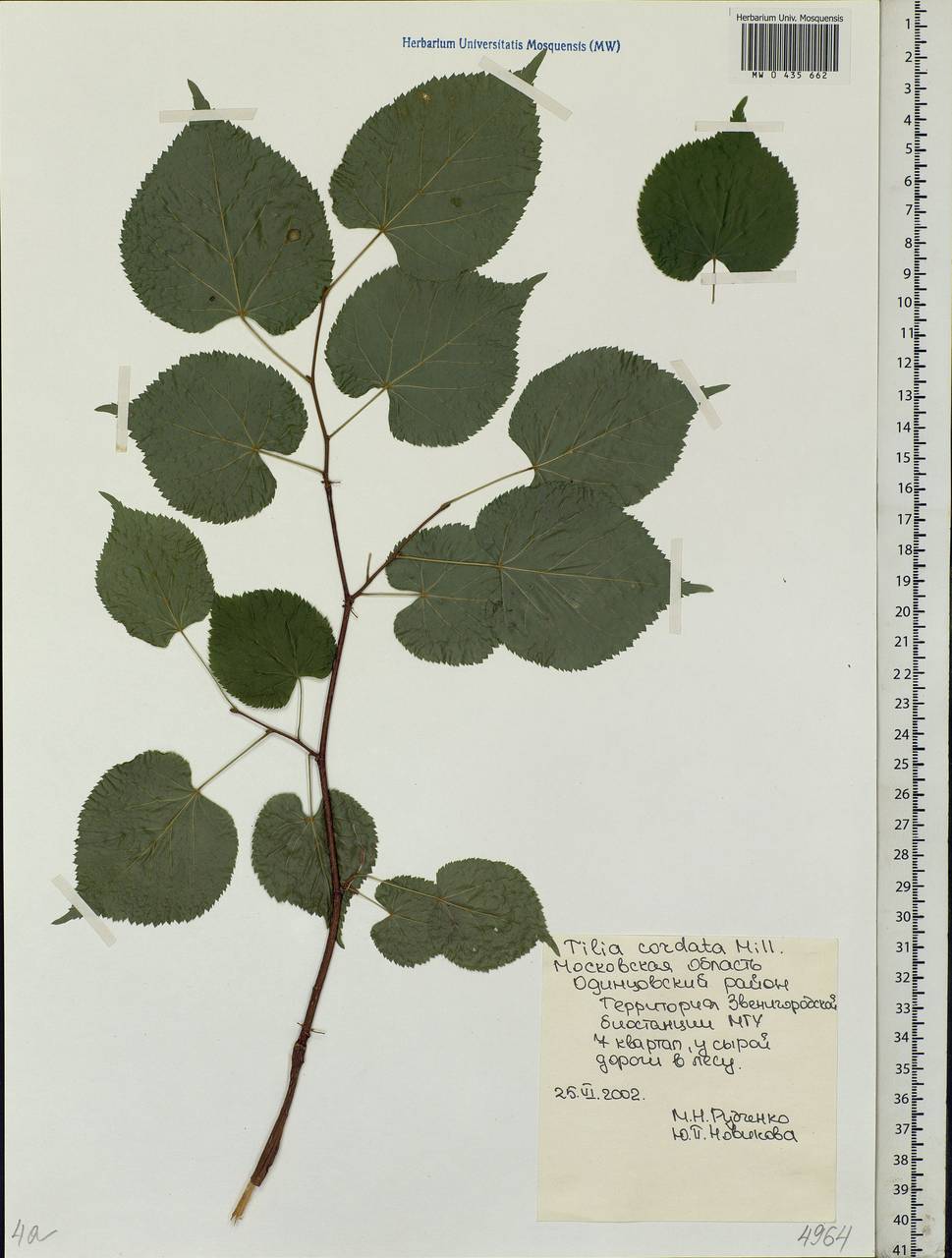 Tilia cordata Mill., Eastern Europe, Moscow region (E4a) (Russia)